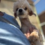 Maltipoo Simon, 01/2025, ca. 25 cm
