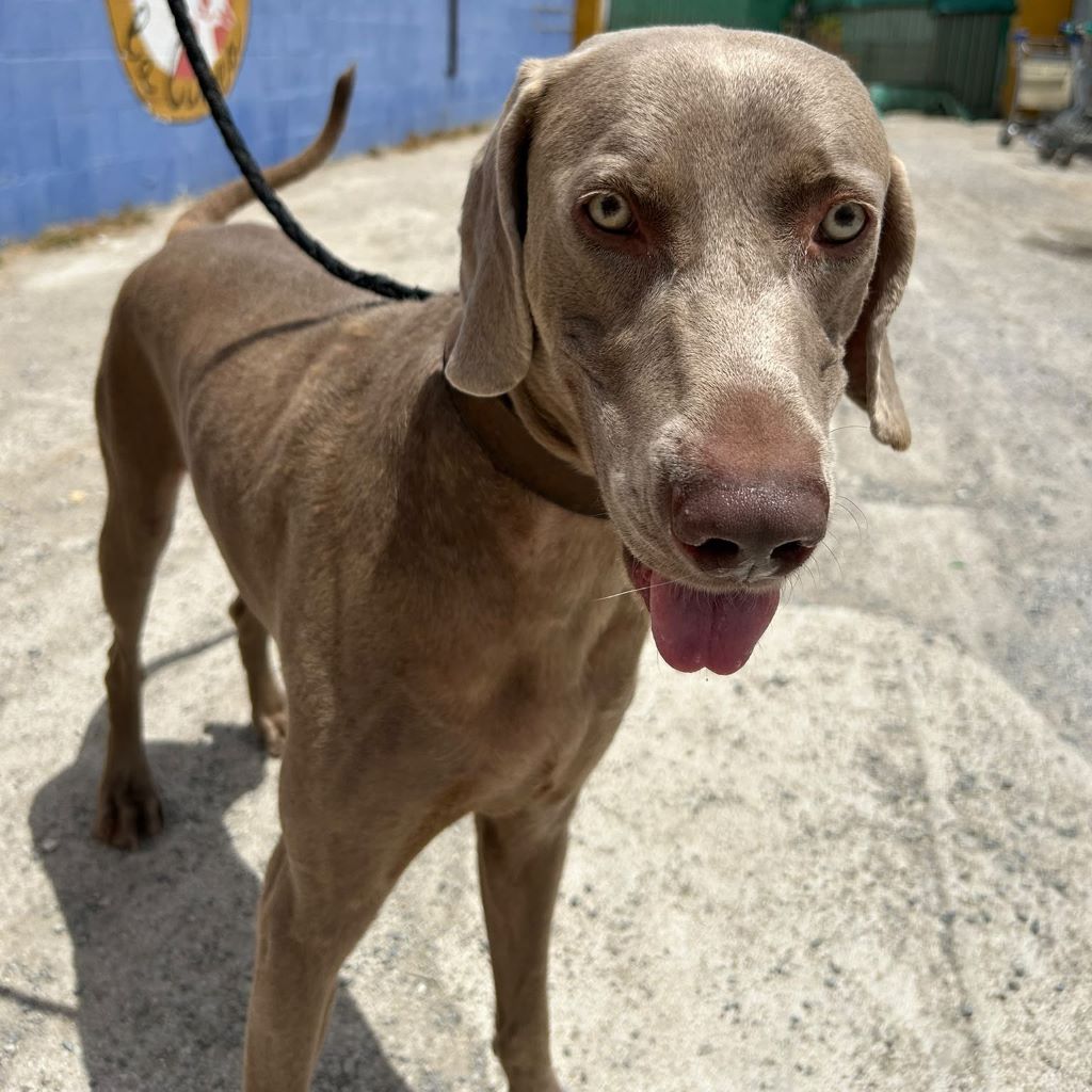 Weimaraner Stephan, 10/2024, ca. 70 cm