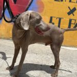 Weimaraner Stephan, 10/2024, ca. 70 cm