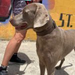 Weimaraner Stephan, 10/2024, ca. 70 cm