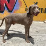 Weimaraner Stephan, 10/2024, ca. 70 cm