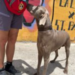 Weimaraner Stephan, 10/2024, ca. 70 cm