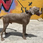 Weimaraner Stephan, 10/2024, ca. 70 cm