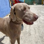 Weimaraner Stephan, 10/2024, ca. 70 cm