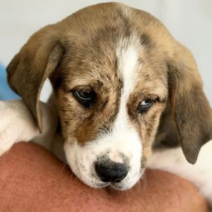 Mastin Mischling Sugar, 03/2026, Endgröße ca. 65-70 cm