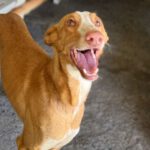 Podenco Ibicenco Tango, 06/2021, ca. 65 cm