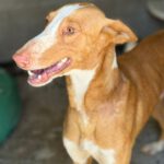 Podenco Ibicenco Tango, 06/2021, ca. 65 cm