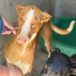 Podenco Ibicenco Tango, 06/2021, ca. 65 cm