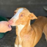 Podenco Ibicenco Tango, 06/2021, ca. 65 cm