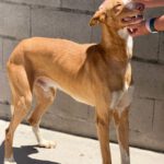Podenco Ibicenco Tango, 06/2021, ca. 65 cm