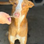 Podenco Ibicenco Tango, 06/2021, ca. 65 cm