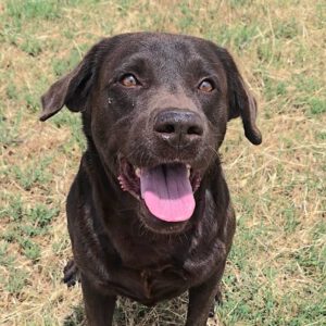 Labrador Tato, 05/2018, ca. 55 cm