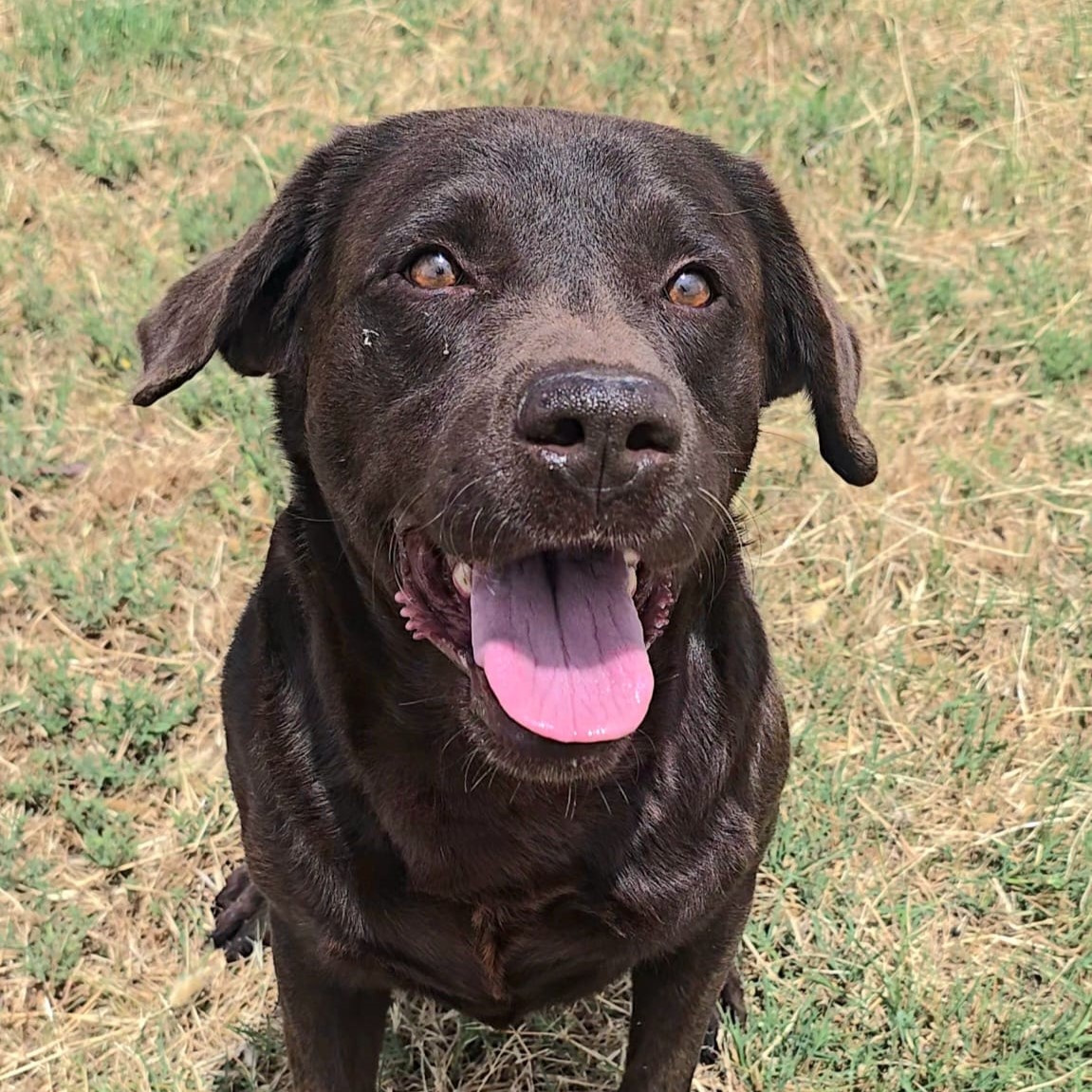 Labrador Tato, 05/2018, ca. 55 cm