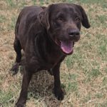 Labrador Tato, 05/2018, ca. 55 cm