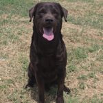 Labrador Tato, 05/2018, ca. 55 cm
