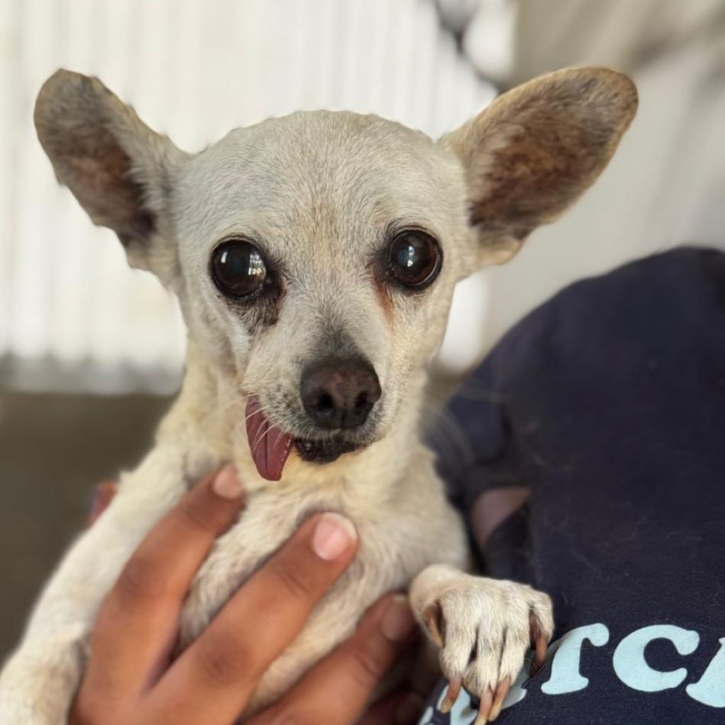 Chihuahua Tona, 07/2014, ca. 20 cm