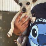 Chihuahua Tona, 07/2014, ca. 20 cm