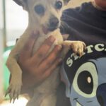Chihuahua Tona, 07/2014, ca. 20 cm