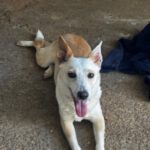 Podenco Velma, 01/2024, ca. 45 cm