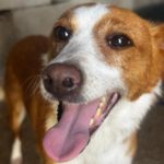 Podenco Wilma, 01/2024, ca. 45 cm