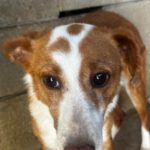Podenco Wilma, 01/2024, ca. 45 cm