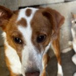 Podenco Wilma, 01/2024, ca. 45 cm