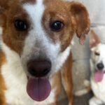 Podenco Wilma, 01/2024, ca. 45 cm