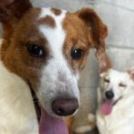 Podenco Wilma, 01/2024, ca. 45 cm