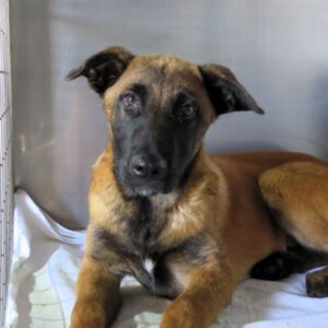 Malinois Mischling Woody, 11/2025, Endgröße ca. 65 cm