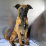 Malinois Mischling Woody, 11/2025, Endgröße ca. 65 cm
