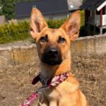 Malinois-Podenco-Mischling Ymir, 08/2025, Endgröße ca. 50-55 cm,57555 Mudersbach