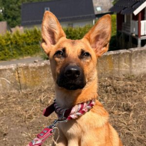 Malinois-Podenco-Mischling Ymir, 08/2025, Endgröße ca. 50-55 cm,57555 Mudersbach