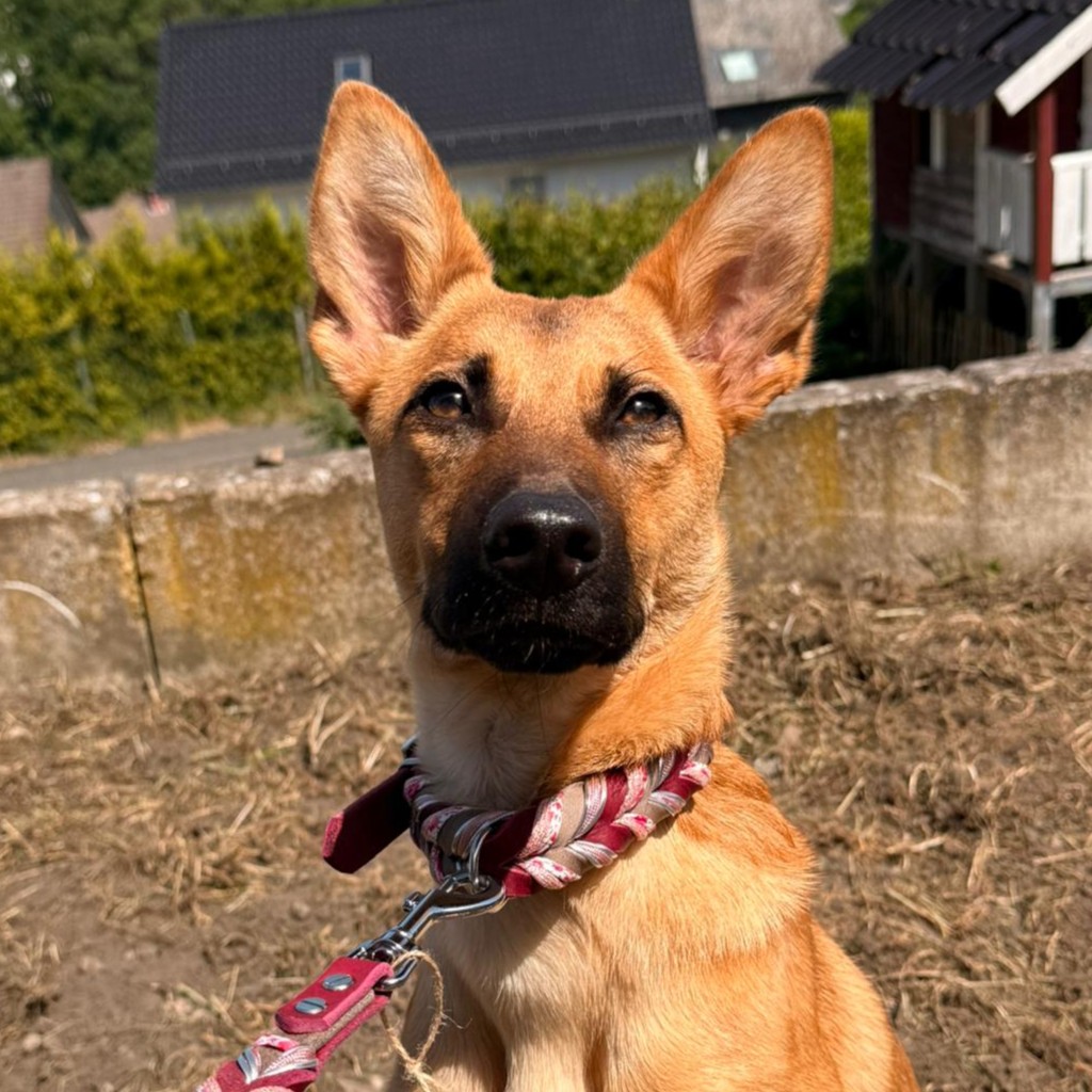 Malinois-Podenco-Mischling Ymir, 08/2025, Endgröße ca. 50-55 cm,57555 Mudersbach