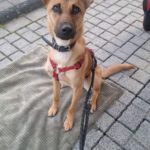 Malinois-Podenco-Mischling Ymir, 08/2025, Endgröße ca. 50-55 cm,57555 Mudersbach
