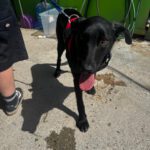 Labrador Mischling Zack, 08/2025, Endgröße ca. 60 cm