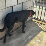 Labrador Mischling Zack, 08/2025, Endgröße ca. 60 cm