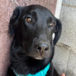 Labrador Mischling Zohran, 08/2025, Endgröße ca. 60 cm