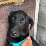 Labrador Mischling Zohran, 08/2025, Endgröße ca. 60 cm
