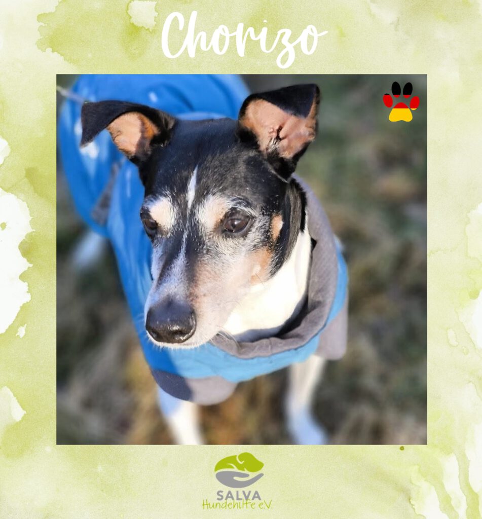 Chorizo - SALVA Motto im Juli 2026: Langzeitpflegis