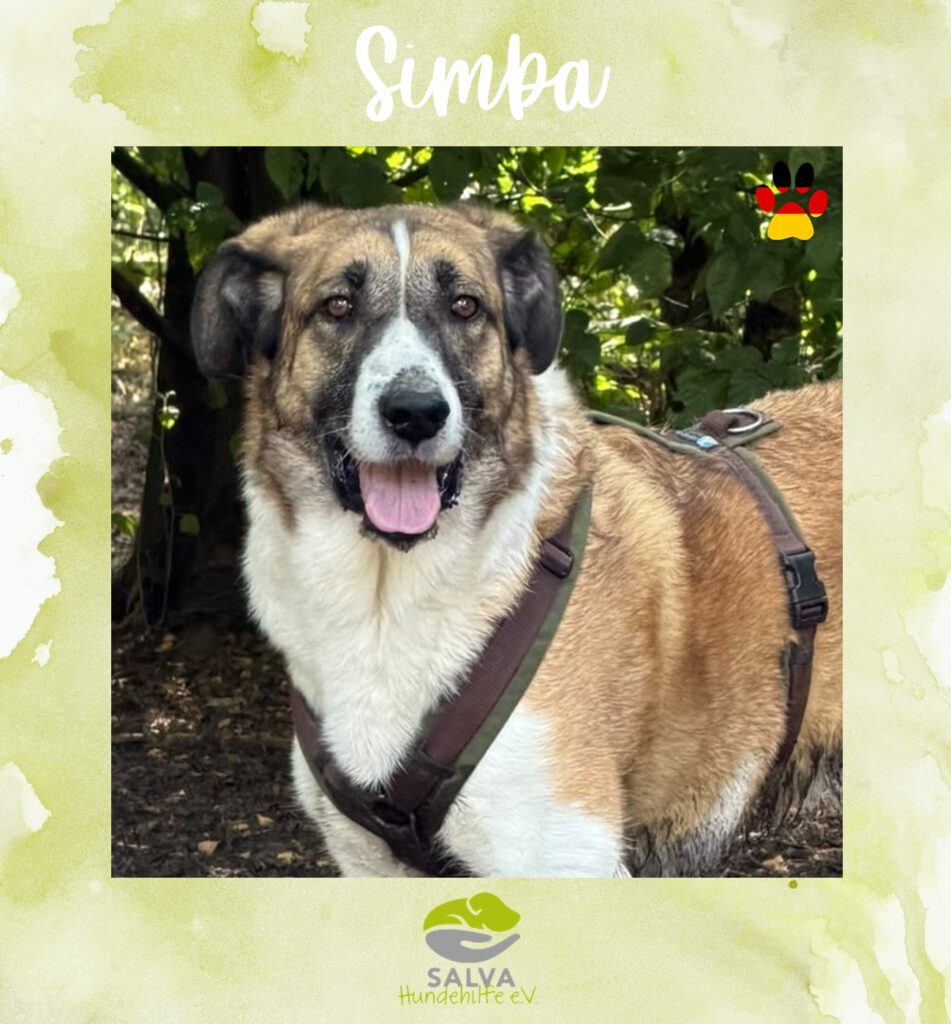 Simba - SALVA Motto im Juli 2026: Langzeitpflegis
