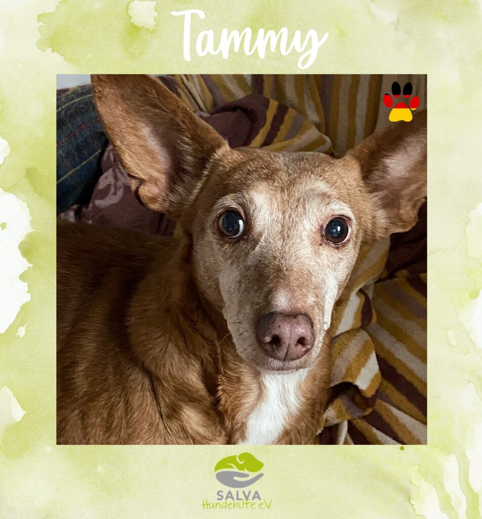 Tammy - SALVA Motto im Juli 2026: Langzeitpflegis