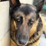 Schäferhund Mischling Adela, 04/2014, ca. 65 cm