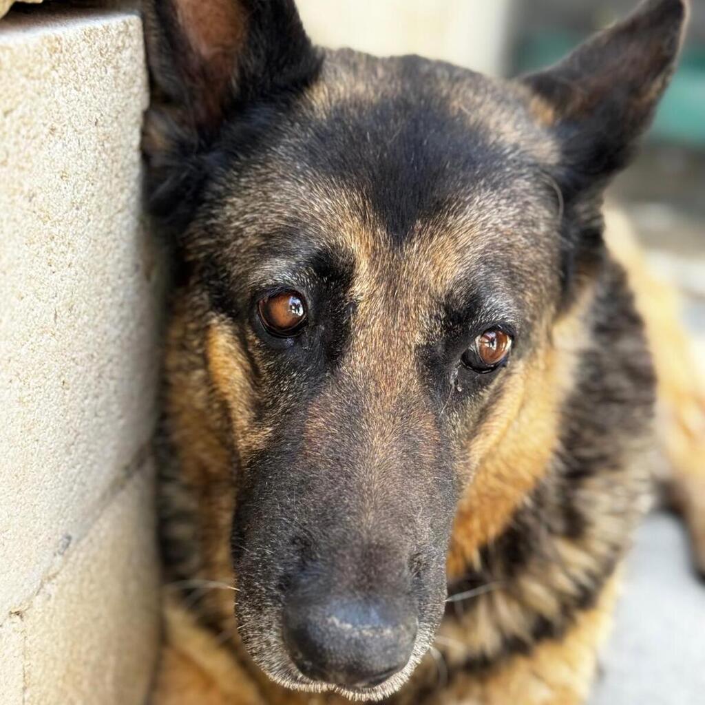 Schäferhund Mischling Adela, 04/2014, ca. 65 cm