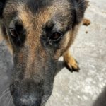 Schäferhund Mischling Adela, 04/2014, ca. 65 cm