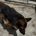 Schäferhund Mischling Adela, 04/2014, ca. 65 cm