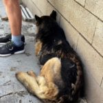 Schäferhund Mischling Adela, 04/2014, ca. 65 cm