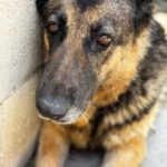 Schäferhund Mischling Adela, 04/2014, ca. 65 cm