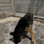 Schäferhund Mischling Adela, 04/2014, ca. 65 cm
