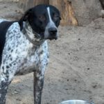 Pointer Mischling Aladin, 07/2024, ca. 60 cm, 06889 Lutherstadt Wittenberg