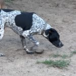 Pointer Mischling Aladin, 07/2024, ca. 60 cm, 06889 Lutherstadt Wittenberg